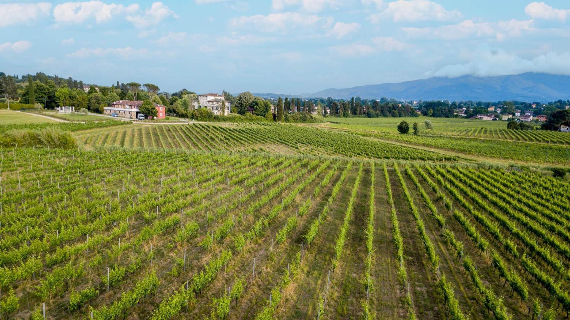 Pietro In Wine In * Lucques